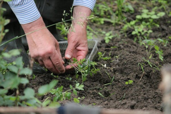 How to Grow Lots of Herbs in a Small Space: Your Ultimate Guide (Indoors & Out!)